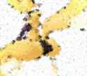Renamon Abstract.png