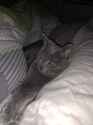 Kitten for btc.jpg