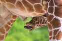 giraffe_pee.jpg