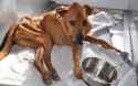 healthy_vegan_dog.jpg
