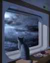 cat_00000.png