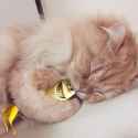 KittySleeptight.png