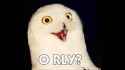 O RLY.jpg
