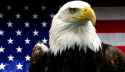 640px-american-bald-eagle.jpg