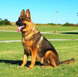 thicc male shep.jpg