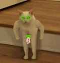 neocat4.jpg