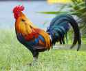 Cock.jpg
