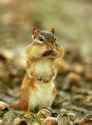 Pictures-of-Animals-Stuffing-Food-into-Their-Mouth-26.jpg