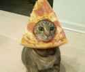 PizzaCat.jpg