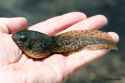american bullfrog tadpole.jpg