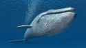 whale-thread.jpg