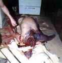 robert-beckowitz-murder-mutilation-sexual-abuse-jeannine-clark-james-glover-46.jpg