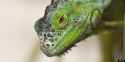 h-SOUTH-FLORIDA-IGUANAS-BACK-628x314.jpg