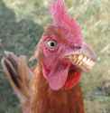 British_Chicken.jpg