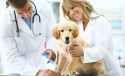 veterinarian_mailing_list.jpg