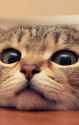 cat4.jpg