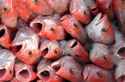 fish_heads.jpg