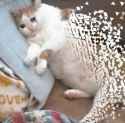 image.jpg