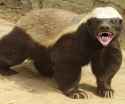 the-honey-badger-4489.jpg