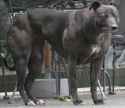 Wendy the whippet with a strong physique.jpg