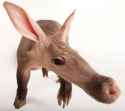 aardvark.jpg