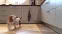 1525274779565.gif