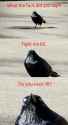 raven.jpg