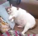 CatDepressed.jpg