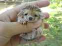 baby_porcupine.jpg
