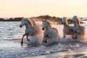 white-horses-running-along-the-surf-edge-at-sunset-typical-of-the-type-of-image-that-may-be-captured-during-the-natureslens-wild-white-horses-of-the-camargue-photography-holiday-1500x999.jpg
