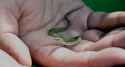 Baby_Green_Snake-7868512918_72ca344de4_z.jpg