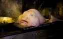 mib3_blobfish-825x510.jpg