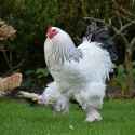 big white cock.jpg