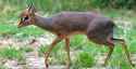 dikdik.jpg