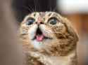 cute-cat-eyes.jpg