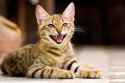 small-kitten-meowing.jpg