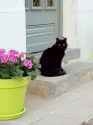cat-silhouette.jpg