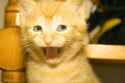 lulzcat.png