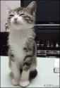 1498303324442.gif