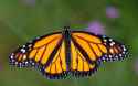 Monarch-Butterfly-1.jpg