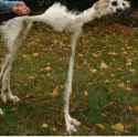 crackdog.jpg