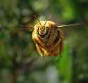 bee 2.jpg