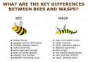 Difference-Bee-v-Wasp.jpg
