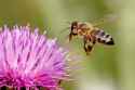 honeybee.jpg