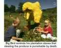 d326df4acaf158f20a92d2422750cb65--big-bird-good-memes.jpg