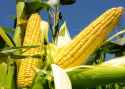 Are-Genetically-Modified-Crops-Evil-or-Effective-e1503373630805.jpg