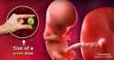 week-9-fetus-1[1].jpg