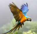 Wildlife003H.jpg