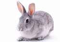 grey-rabbit.jpg