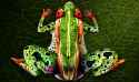 frog.jpg